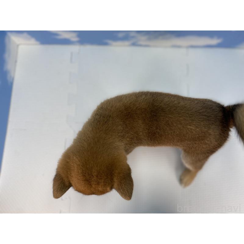 販売中の愛知県の豆柴-415016の2枚目