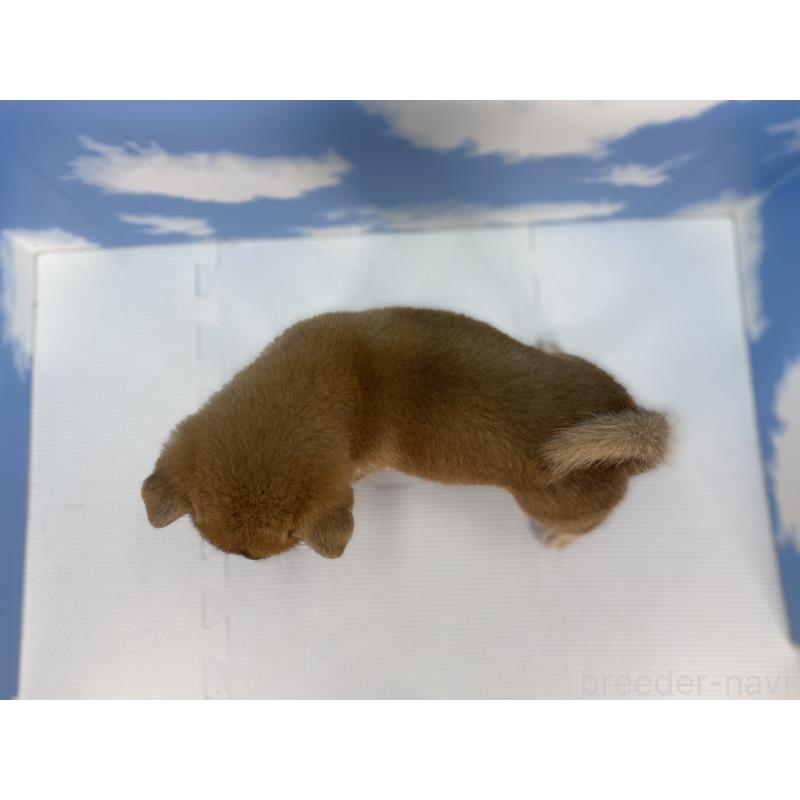 販売中の愛知県の豆柴-415018の2枚目