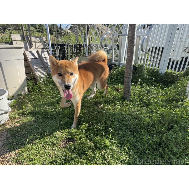 販売中の岡山県の柴犬-368104の7枚目