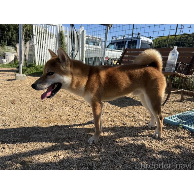 販売中の岡山県の柴犬-368104の6枚目