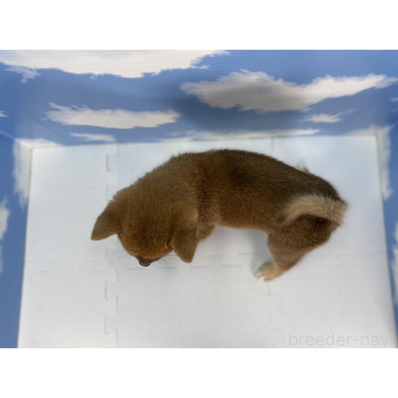 販売中の愛知県の豆柴-415019の2枚目