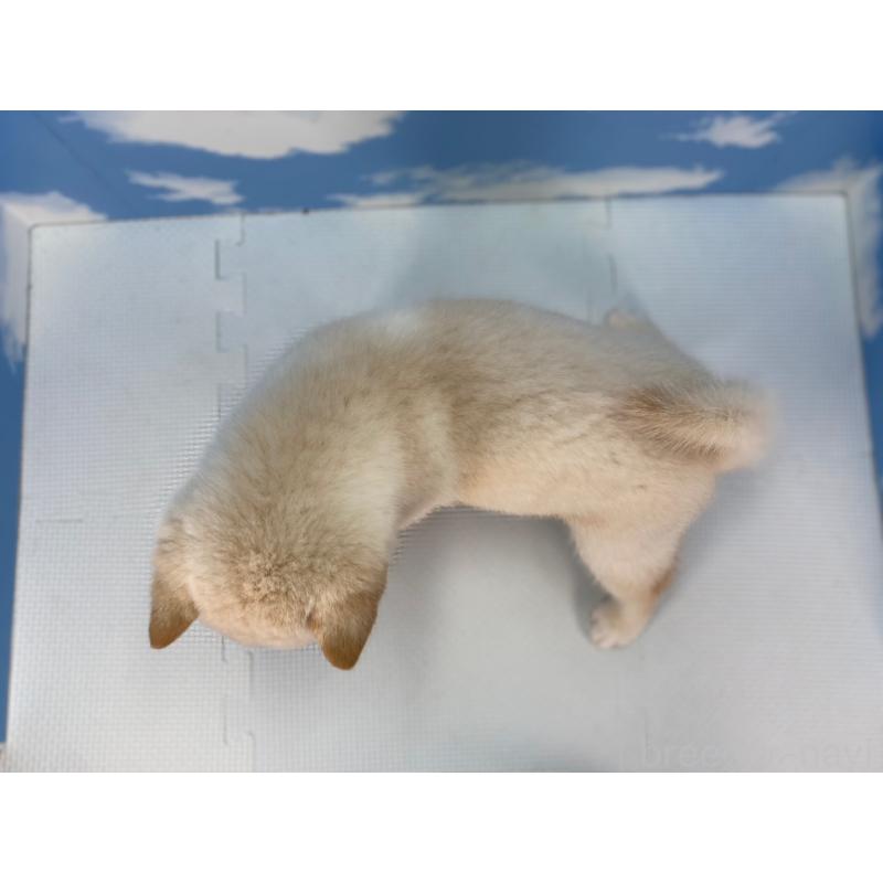 販売中の愛知県の豆柴-415021の2枚目