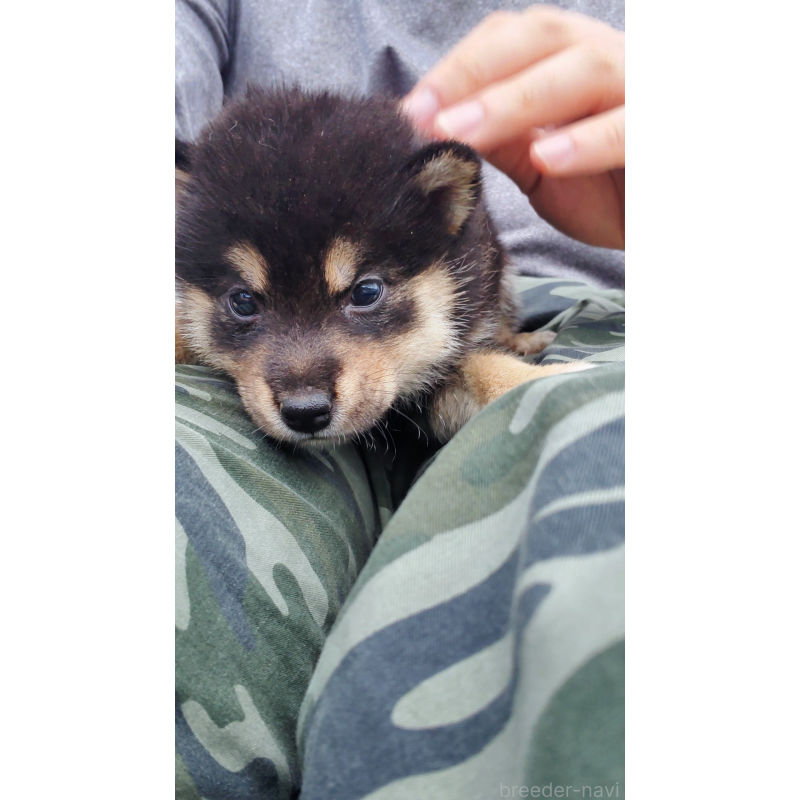 販売中の大阪府の柴犬-415020の6枚目