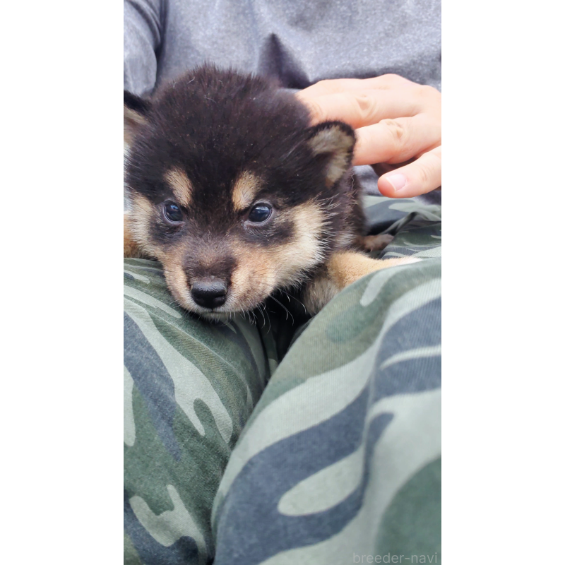 販売中の大阪府の柴犬-415020の4枚目