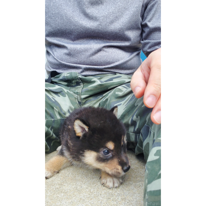 販売中の大阪府の柴犬-415020の2枚目