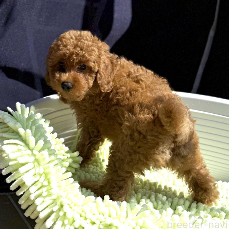 成約済の山口県のトイプードル-407701の1枚目