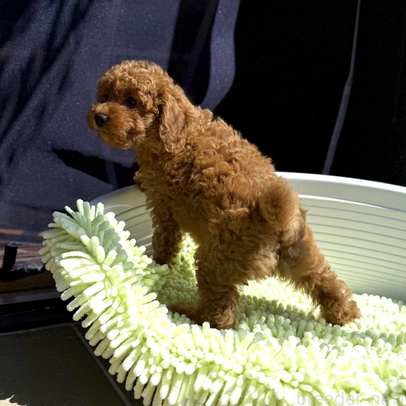 成約済の山口県のトイプードル-407701の3枚目
