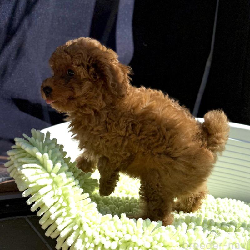 成約済の山口県のトイプードル-407701の2枚目