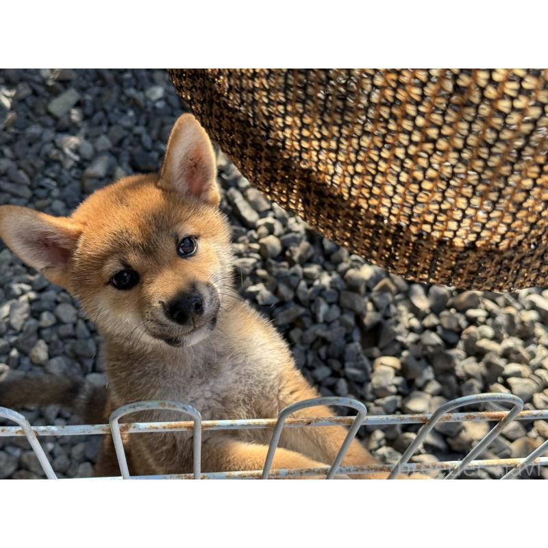 成約済の岡山県の柴犬-408006の5枚目