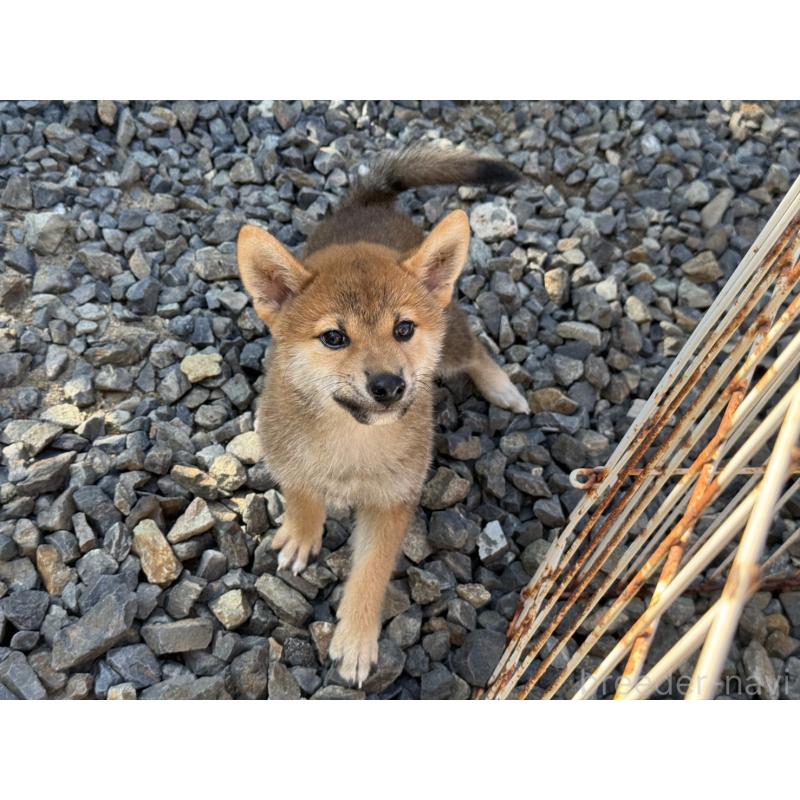 成約済の岡山県の柴犬-408006の4枚目