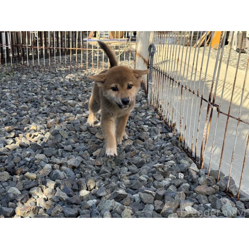 成約済の岡山県の柴犬-408006の3枚目