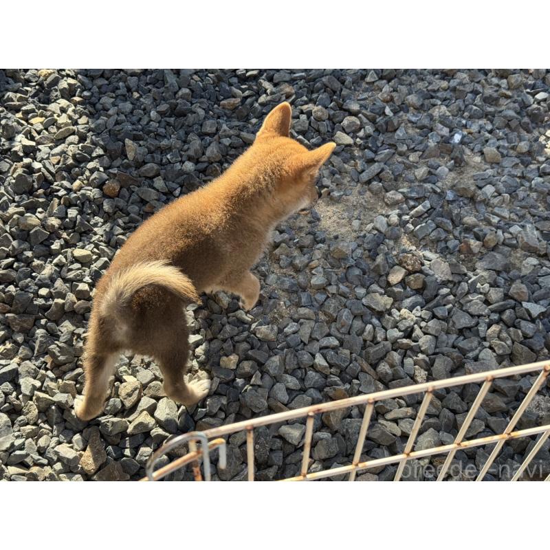成約済の岡山県の柴犬-408006の2枚目
