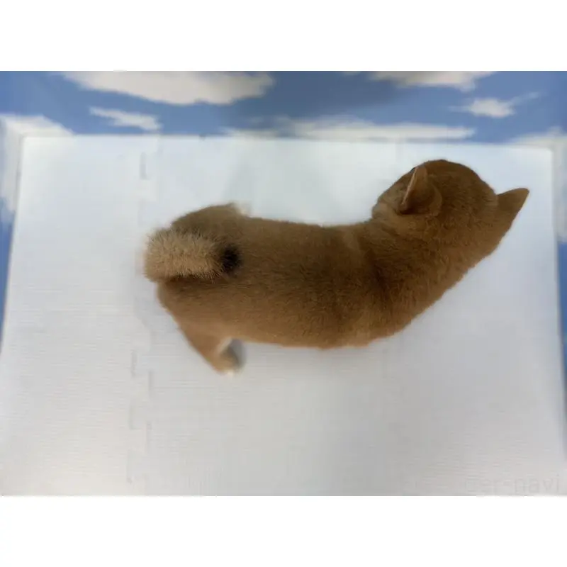 販売中の愛知県の豆柴-415025の3枚目