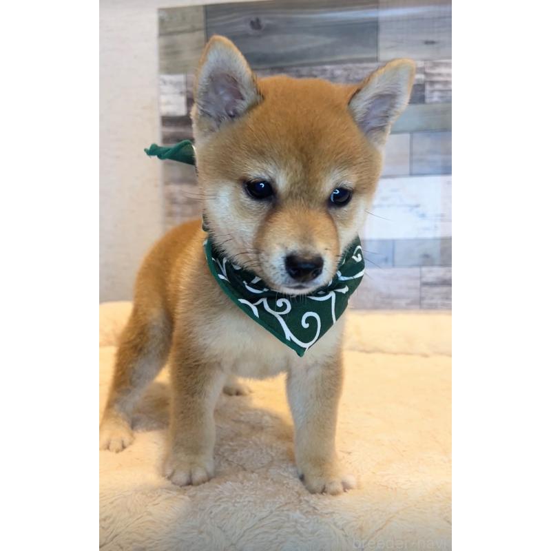 成約済の茨城県の豆柴-411277の4枚目