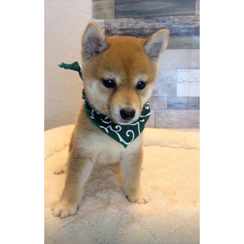 成約済の茨城県の豆柴-411277の3枚目