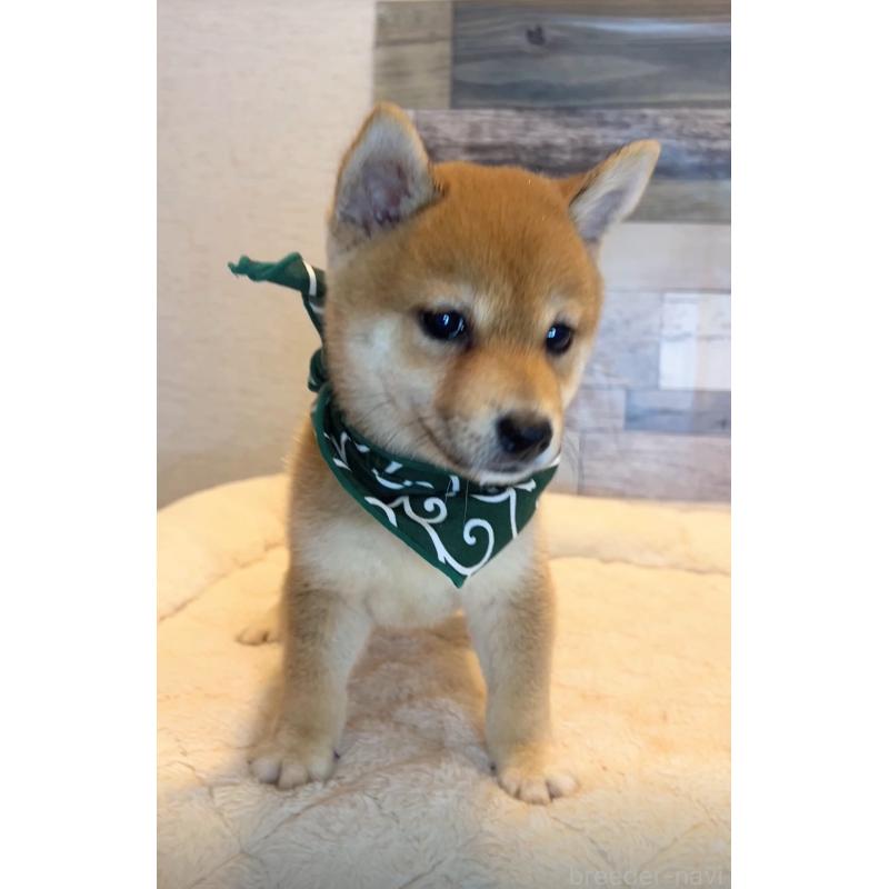 成約済の茨城県の豆柴-411277の2枚目