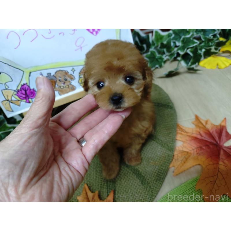販売中の京都府のタイニープードル-415031の3枚目