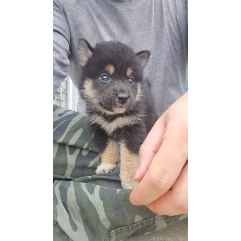 販売中の大阪府の柴犬-415035の4枚目