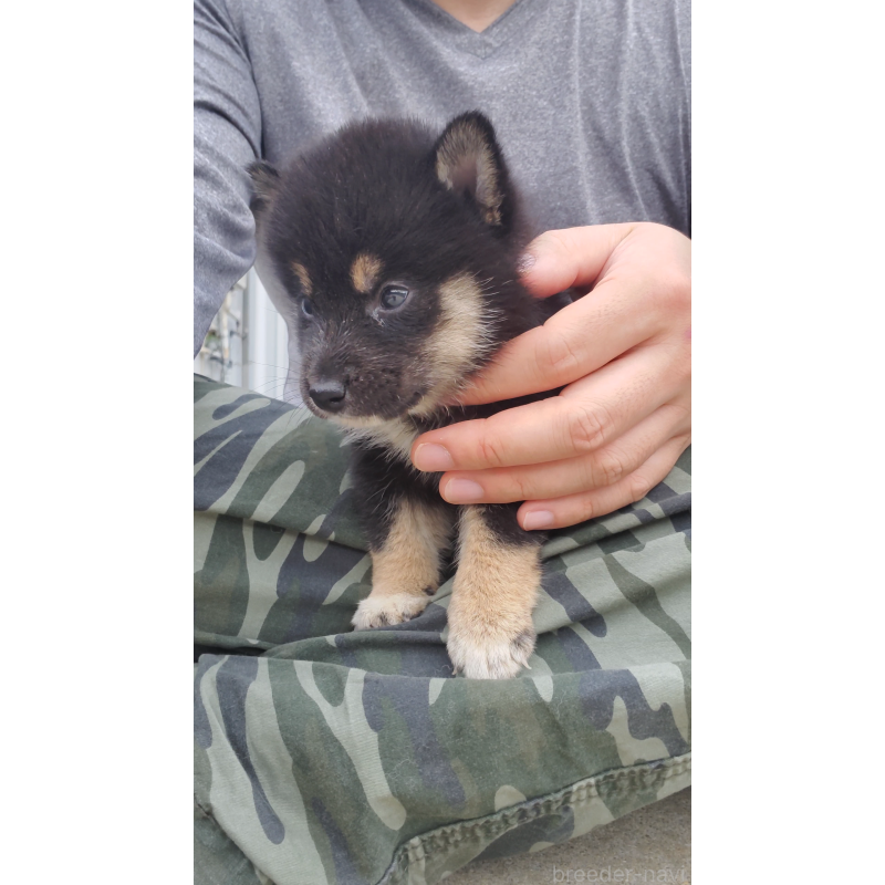 販売中の大阪府の柴犬-415035の2枚目