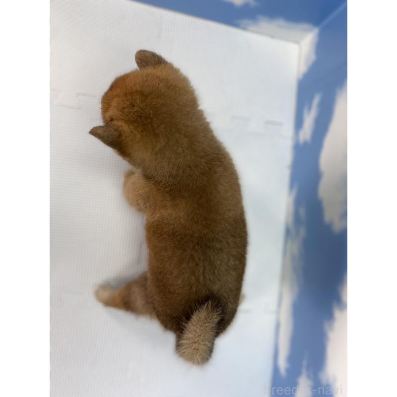 販売中の愛知県の豆柴-415036の2枚目