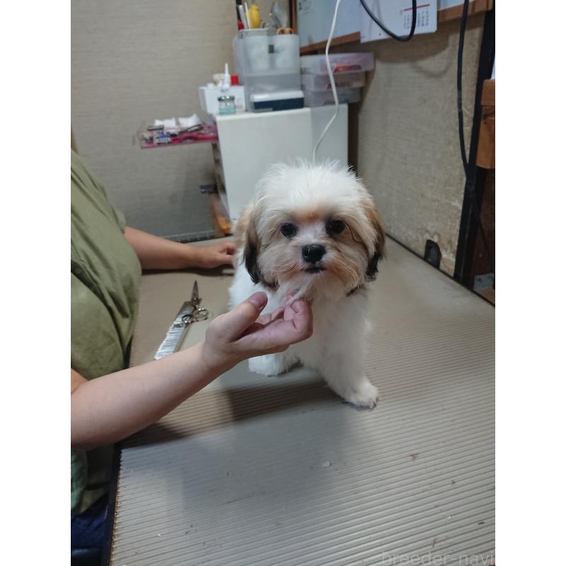 販売中の栃木県のマルシーズー:マルチーズ×シーズー-415045の1枚目
