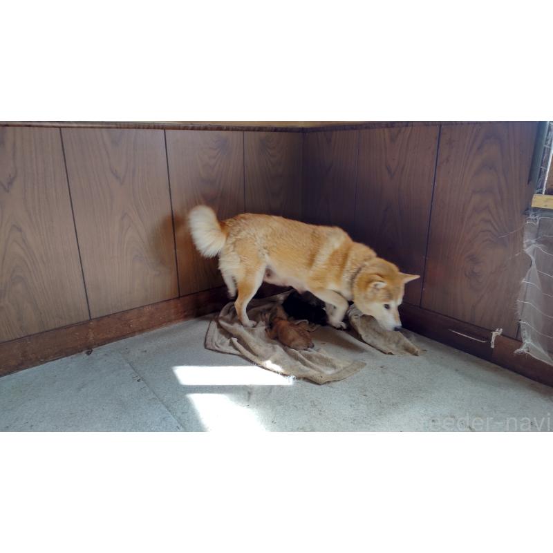 ケイちゃん1枚目