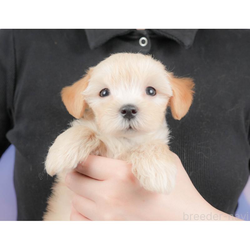 販売中の群馬県のマルプー:マルチーズ×トイプードル-415330の8枚目