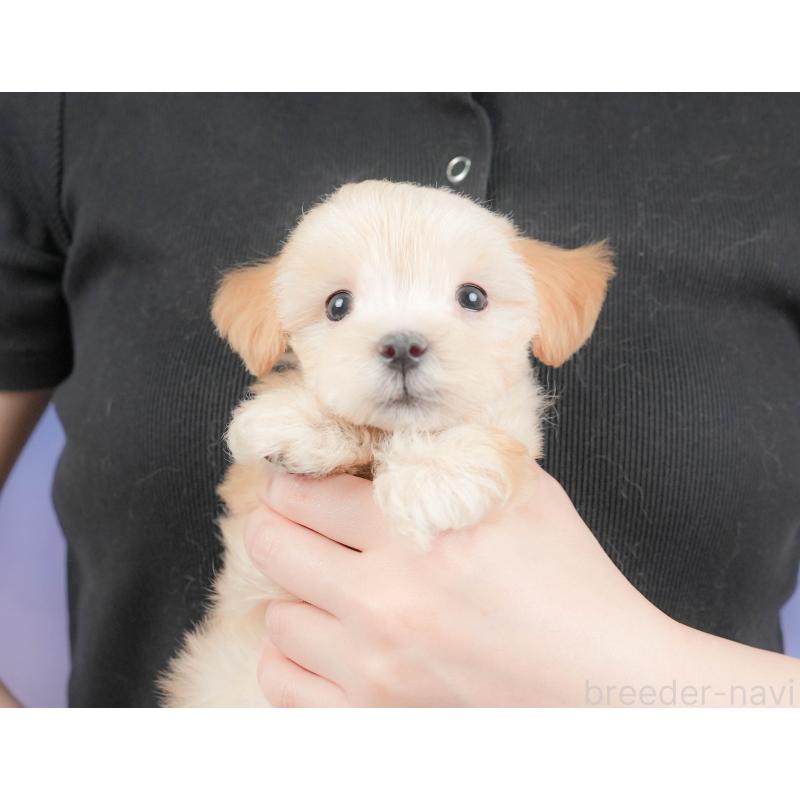 販売中の群馬県のマルプー:マルチーズ×トイプードル-415329の9枚目