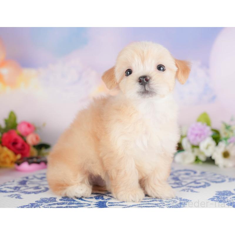 販売中の群馬県のマルプー:マルチーズ×トイプードル-415329の8枚目
