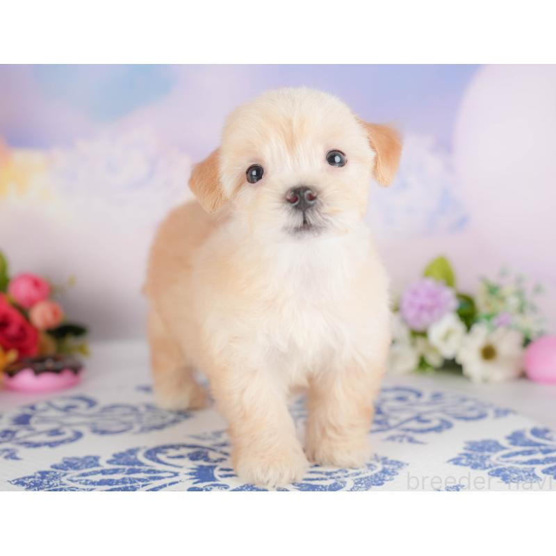 販売中の群馬県のマルプー:マルチーズ×トイプードル-415329の6枚目