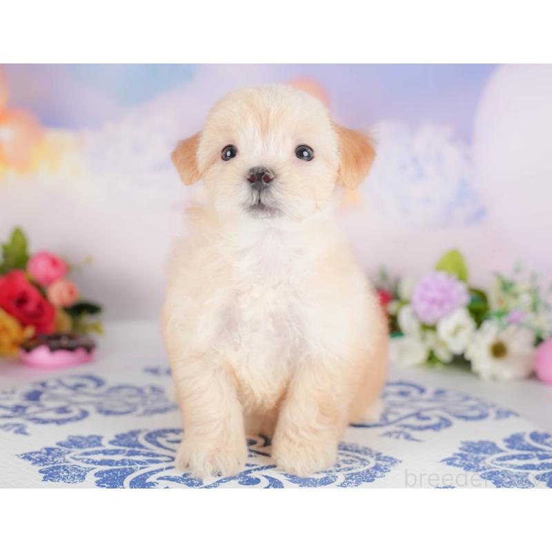 販売中の群馬県のマルプー:マルチーズ×トイプードル-415329の3枚目
