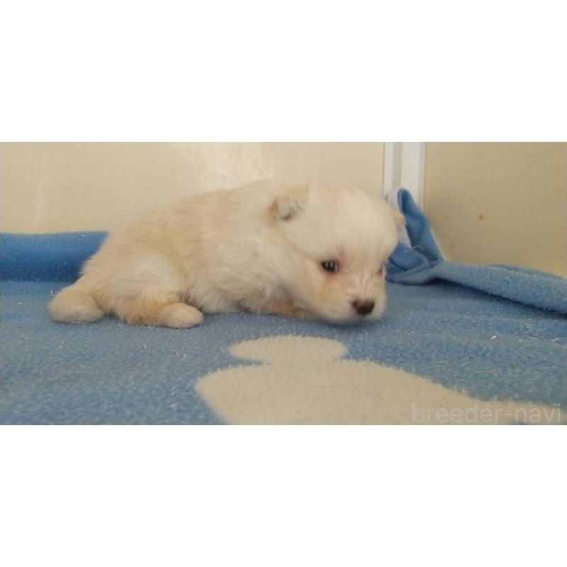 販売中の愛知県のポメマル:ポメラニアン×マルチーズ-409836の5枚目