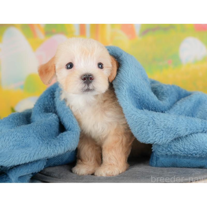 販売中の群馬県のマルプー:マルチーズ×トイプードル-415297の8枚目