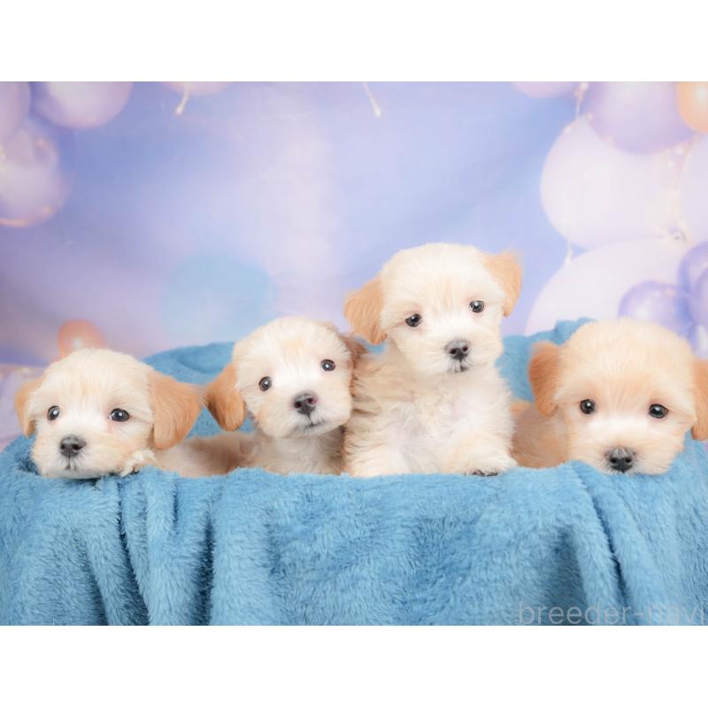 販売中の群馬県のマルプー:マルチーズ×トイプードル-415297の7枚目