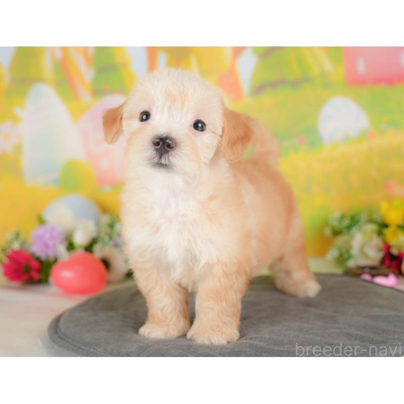 販売中の群馬県のマルプー:マルチーズ×トイプードル-415297の6枚目