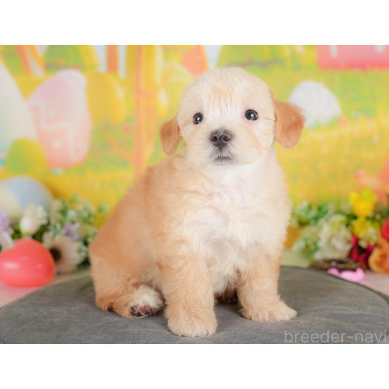 販売中の群馬県のマルプー:マルチーズ×トイプードル-415297の4枚目