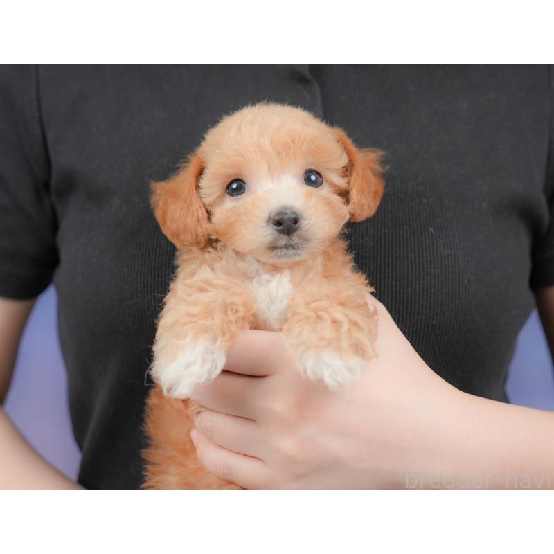 販売中の群馬県のビションプー:ビションフリーゼ×トイプードル-415273の9枚目