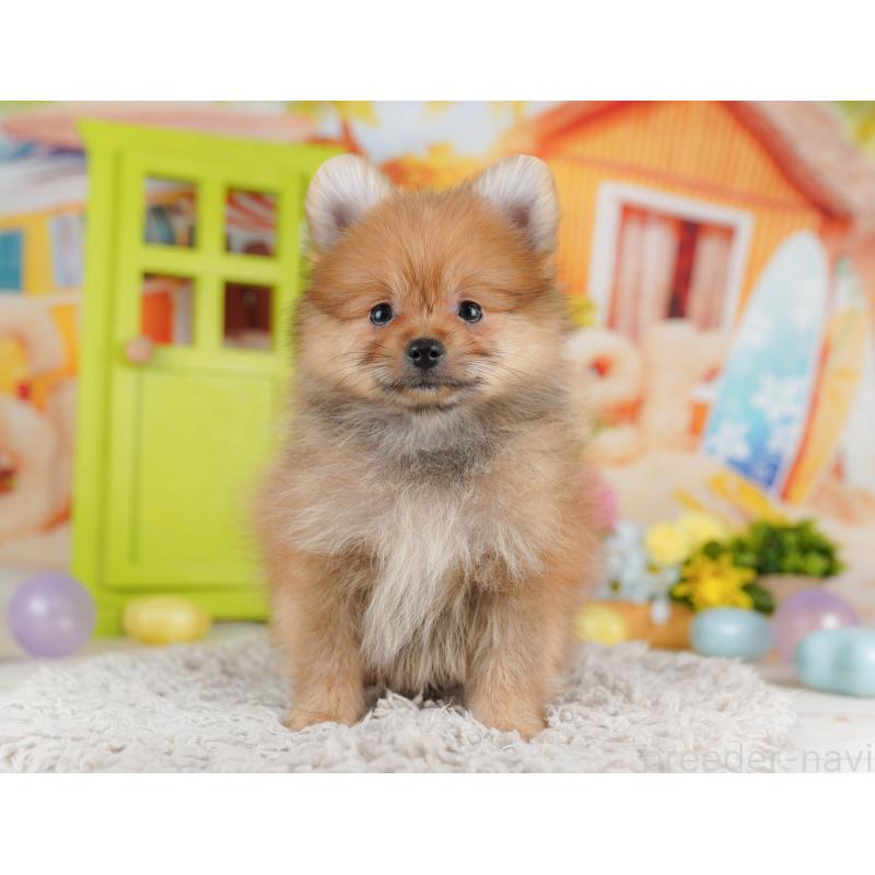 販売中の東京都のポメラニアン-415170の5枚目