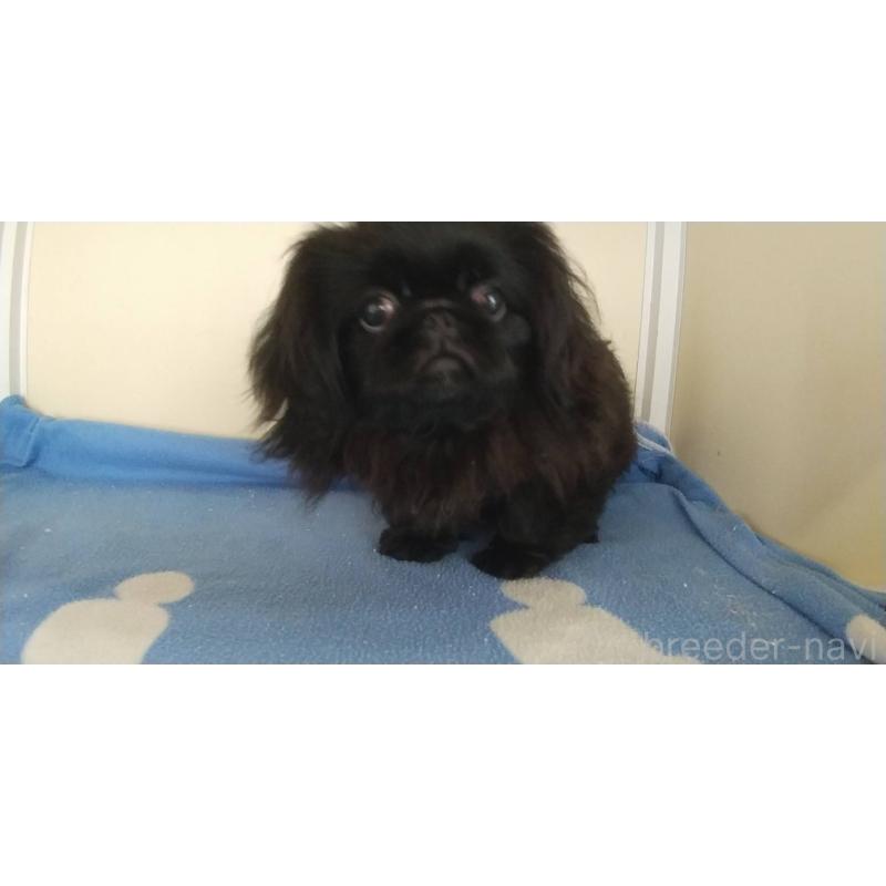 販売中の愛知県のペキニーズ-382289の2枚目