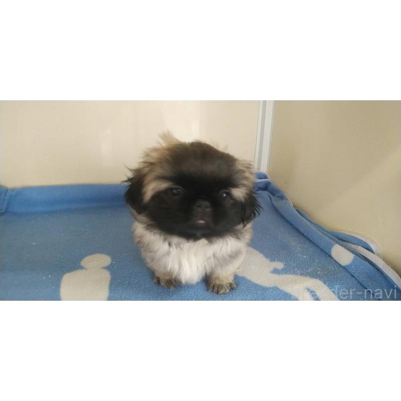 販売中の愛知県のペキニーズ-403733の25枚目