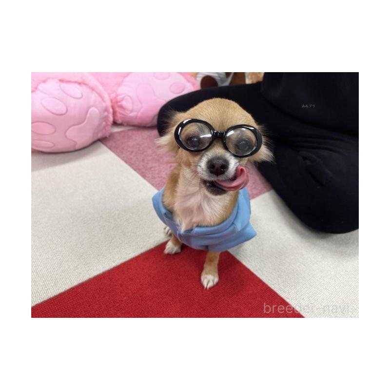 販売中の栃木県のミックス犬-415138の14枚目