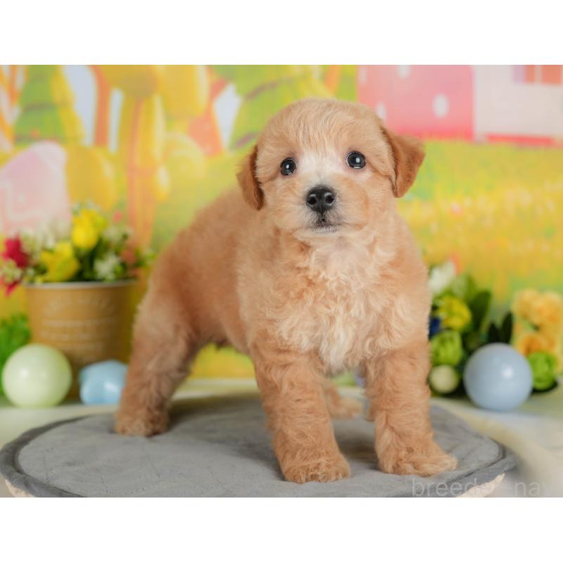 販売中の栃木県のミックス犬-415138の5枚目