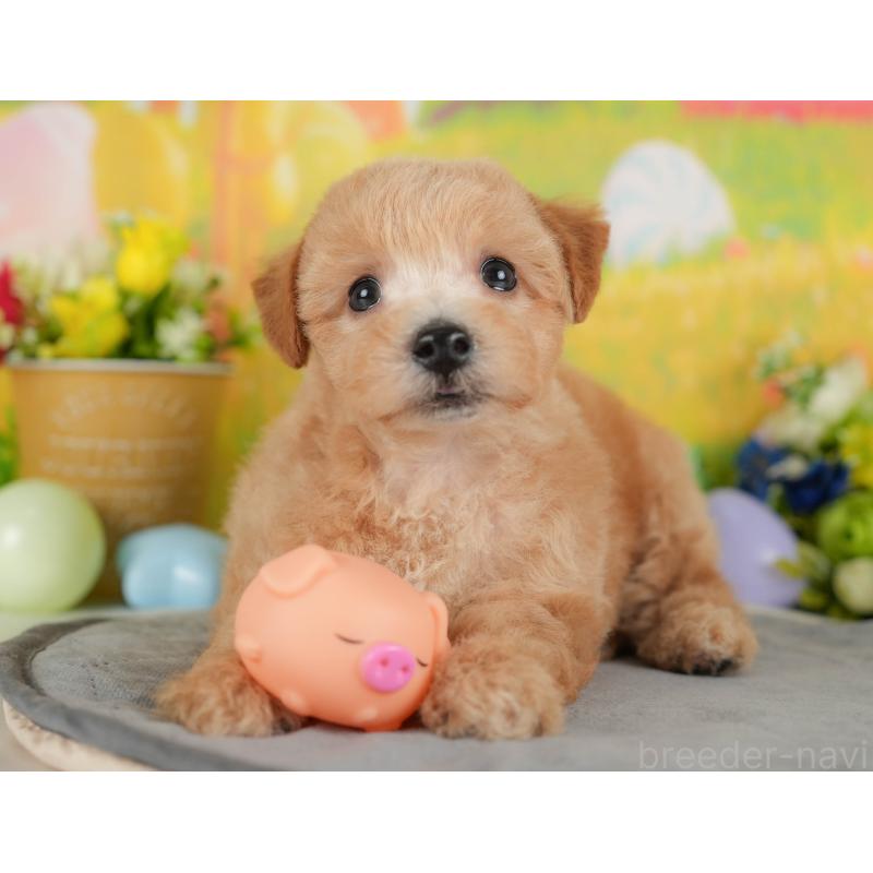 販売中の栃木県のミックス犬-415138の4枚目