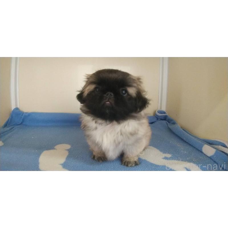 販売中の愛知県のペキニーズ-403733の24枚目