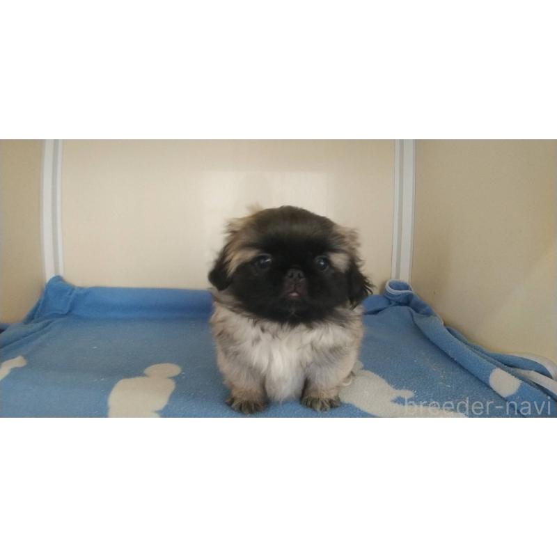 販売中の愛知県のペキニーズ-403733の22枚目