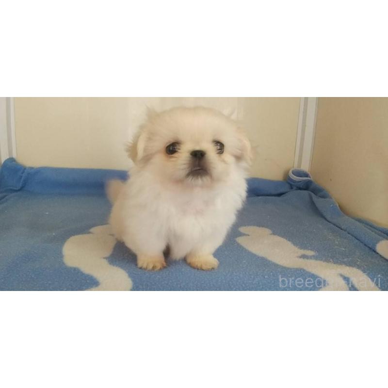 成約済の愛知県のペキニーズ-403730