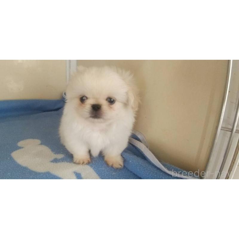 成約済の愛知県のペキニーズ-403730の4枚目