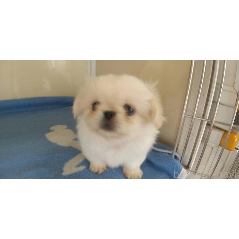 成約済の愛知県のペキニーズ-403730の3枚目