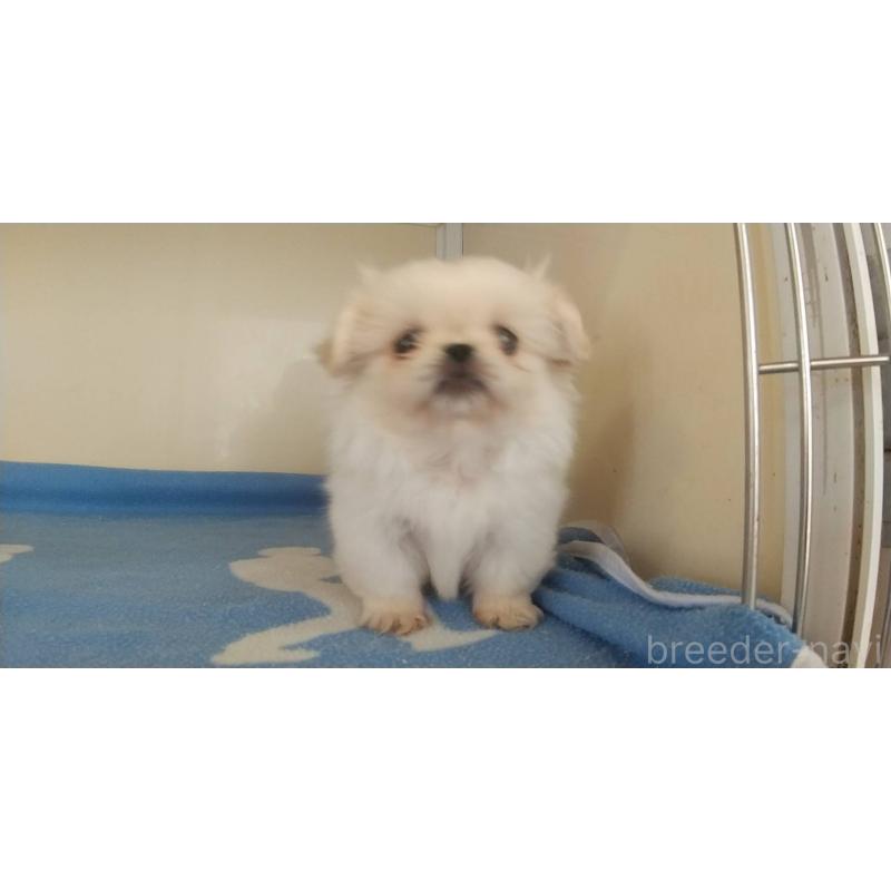 成約済の愛知県のペキニーズ-403730の2枚目