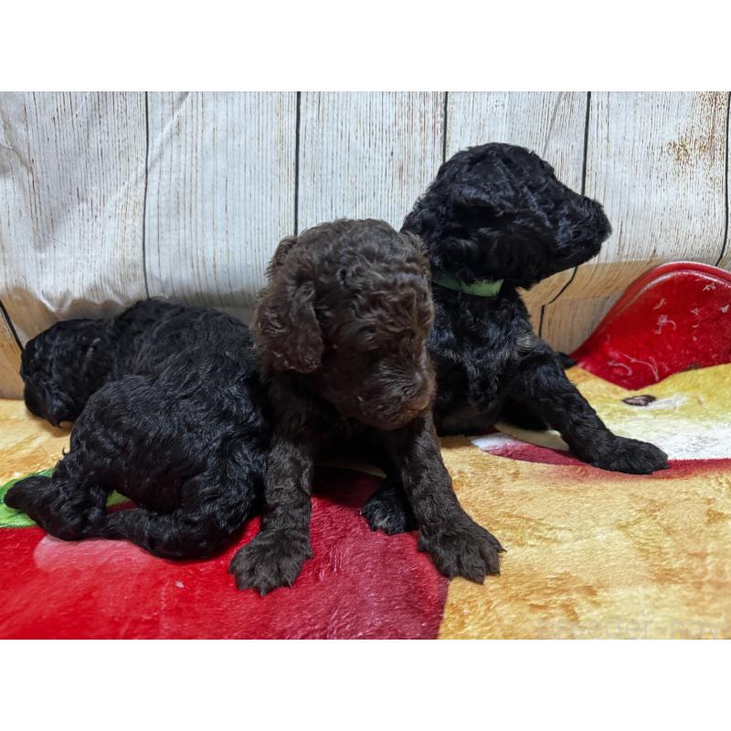 成約済の京都府のラブラドゥードル:ラブラドールレトリーバー×プードル-414761の7枚目